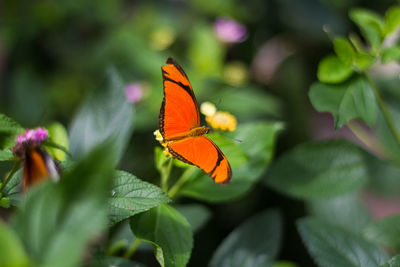 Close-up of orange butterfly on leaf