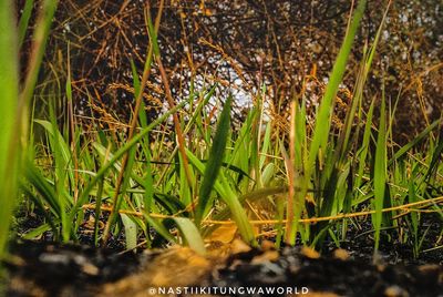 Close-up of fresh green plants on field