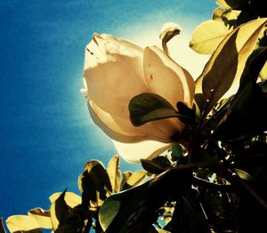 Low angle view of magnolia against blue sky