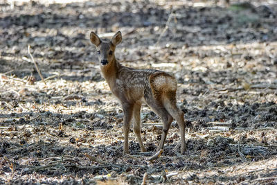 Portrait of deer standing on land