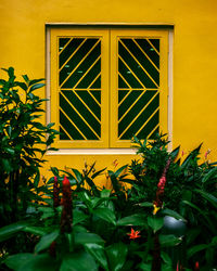 Close-up of yellow potted plant on window of building