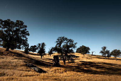 Trees on field against sky