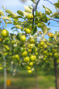 Close-up of grapes growing on tree