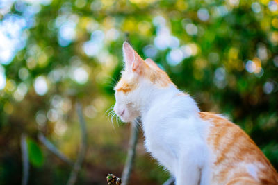 Close-up of a cat looking away