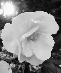 Macro shot of rose flower