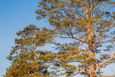 Low angle view of tree against sky