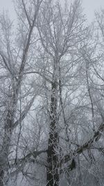 Snow covered bare trees in forest