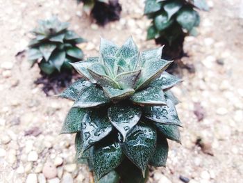 High angle view of succulent plant on field