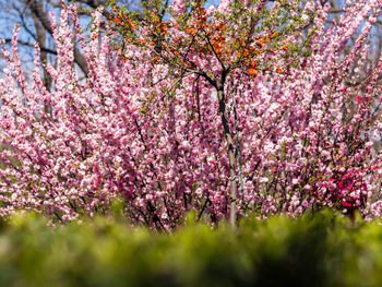 Close-up of pink flowers on tree