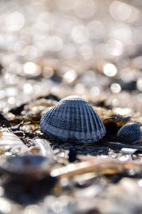 Close up of shell