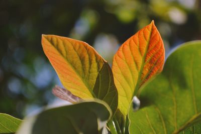 Close-up of orange leaf