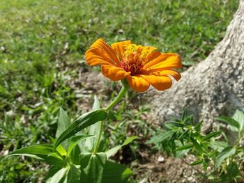 Close-up of yellow flower