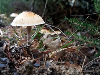 Close-up of mushroom growing in forest