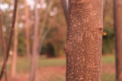 Close-up of tree trunk in forest