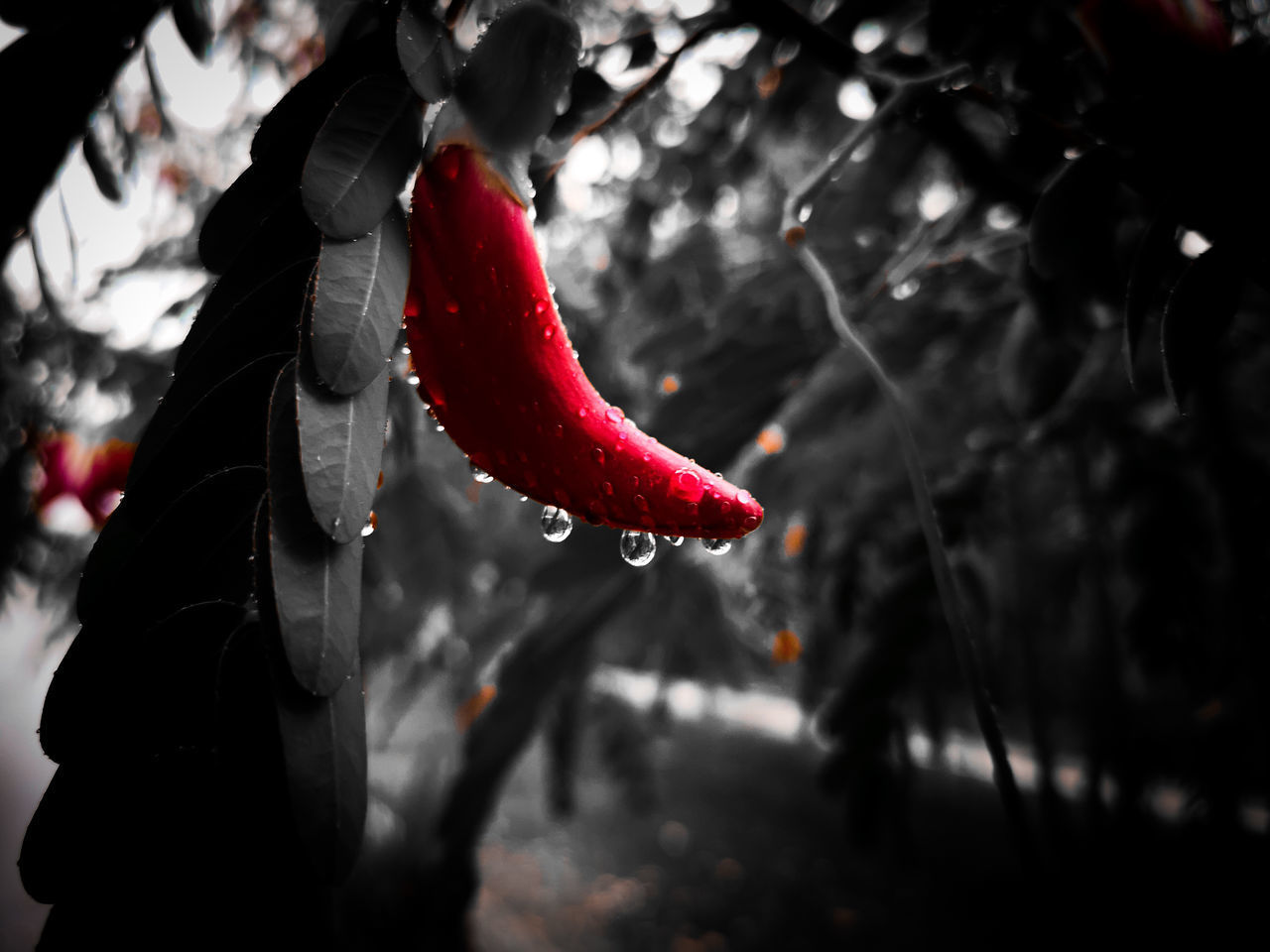 CLOSE-UP OF WET RED FRUIT