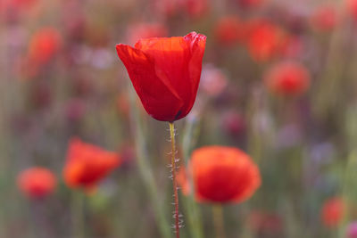 Close-up of red poppy on field