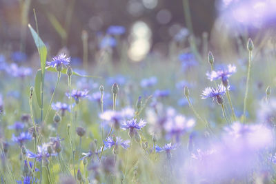 Close-up of purple flowering plants on field