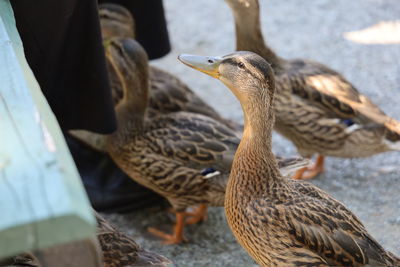 Close-up of ducks feeding