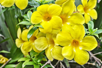 Close-up of yellow flowers blooming outdoors