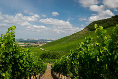 Scenic view of vineyard against sky