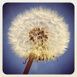 dandelion