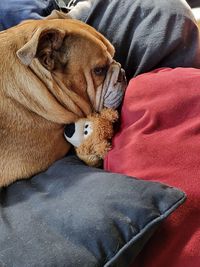 English bulldog loves her stuffed animal