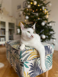 Cat sitting on wall at home