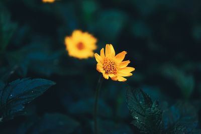 Close-up of yellow flower blooming outdoors