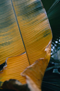 Close-up of pencil shavings