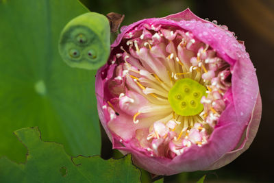 Close-up of pink flowers blooming outdoors