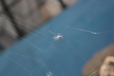 Close-up of spider on web