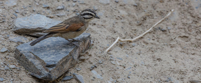 High angle view of bird perching on sand