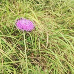 Close-up of purple flowers blooming in field
