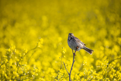 Close-up of yellow flowering plant on field