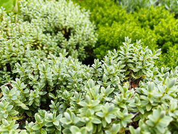 High angle view of flowering plants