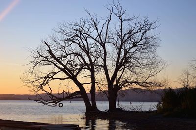 Silhouette bare tree by sea against clear sky