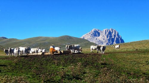 Cows grazing in campo imperatore