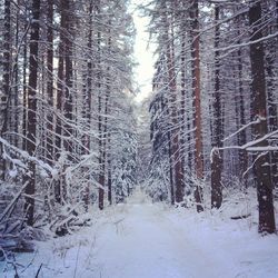 Snow covered trees in forest