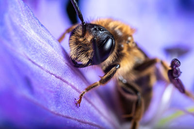 Close-up of bee pollinating on purple flower