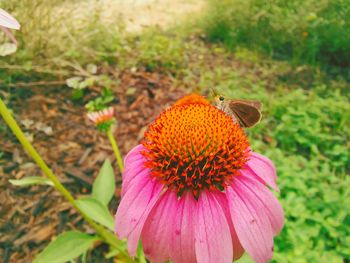 Close-up of honey bee on coneflower
