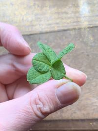 Close-up of hand holding leaves