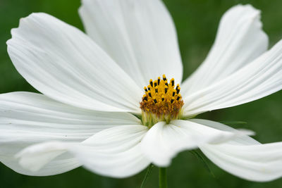 Close-up of white daisy flower