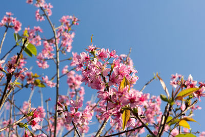  wild himalayan cherry with color is pink in the phu lom lo tourist attraction loei province thailand