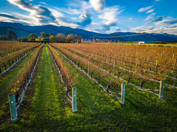 Scenic view of vineyard against sky