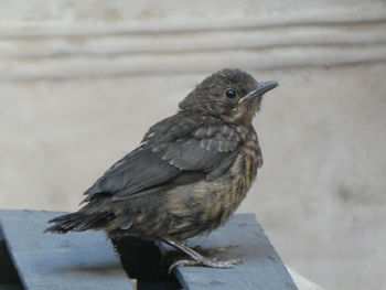 Close-up of bird perching on wall