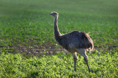 Side view of a bird on field