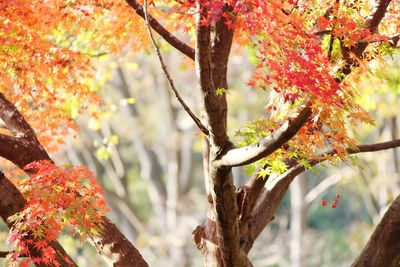 Low angle view of maple tree