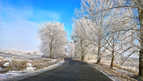 Close-up of bare trees against sky