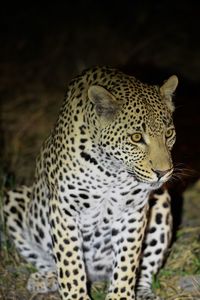 View of a cat looking away