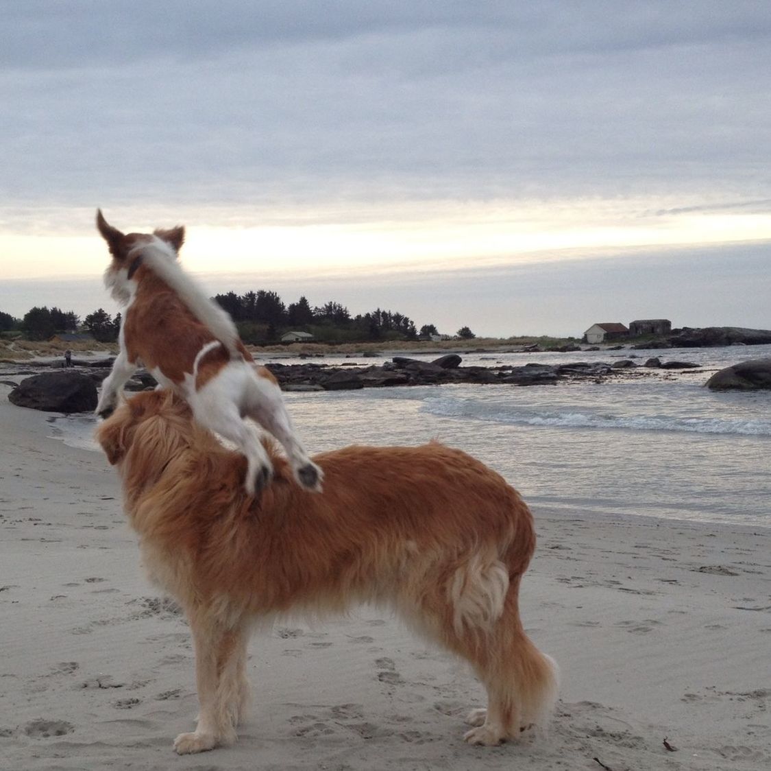 animal themes, domestic animals, one animal, mammal, beach, sea, sky, dog, pets, water, shore, sand, cloud - sky, nature, horizon over water, full length, two animals, standing, outdoors, cloud